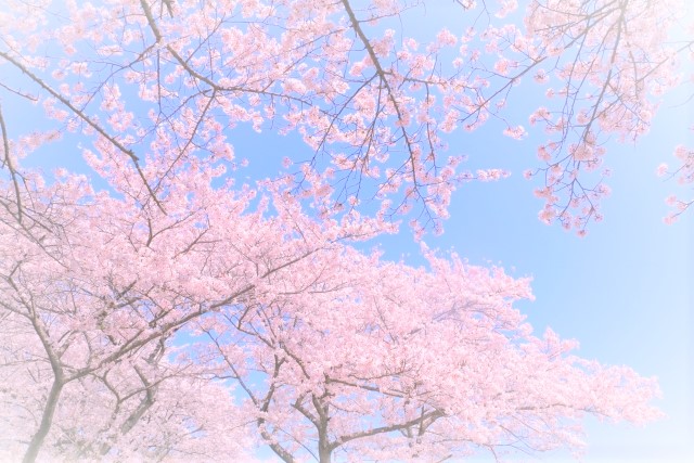 最期の桜が観れました…
